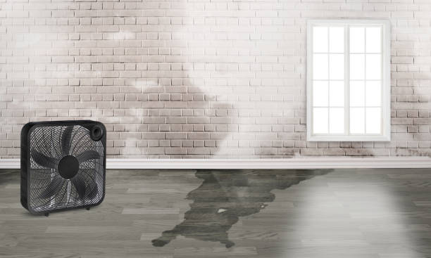 Best Water damage restoration near me  in Fort Defiance, AZ